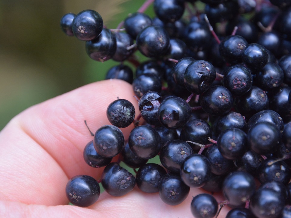 Kleinschuster_24082021_Botrytis Holunder (4zu3).JPG